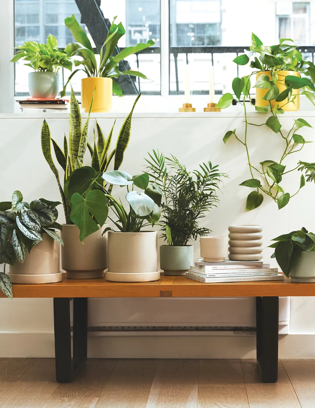 Collection of leafy houseplants in neutral ceramic pots